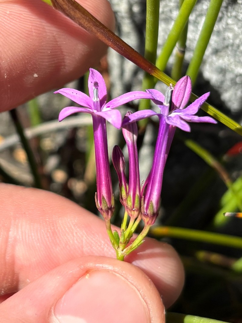 Lobelia stenosiphon photo 5