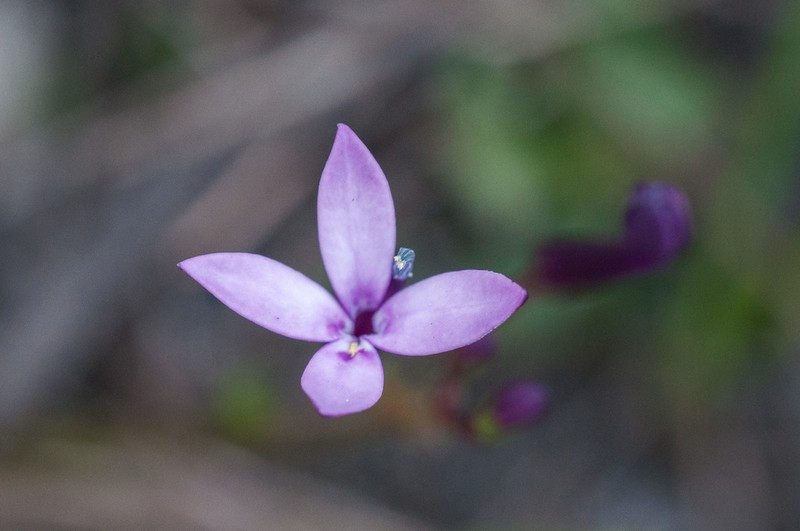 Lobelia stenosiphon photo 6