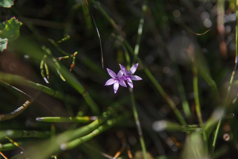 Lobelia stenosiphon photo 7