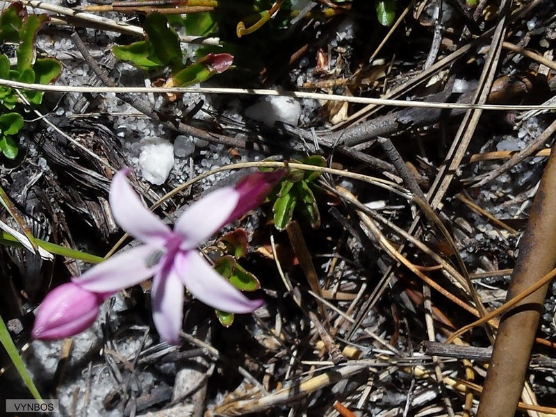 Lobelia stenosiphon photo 8