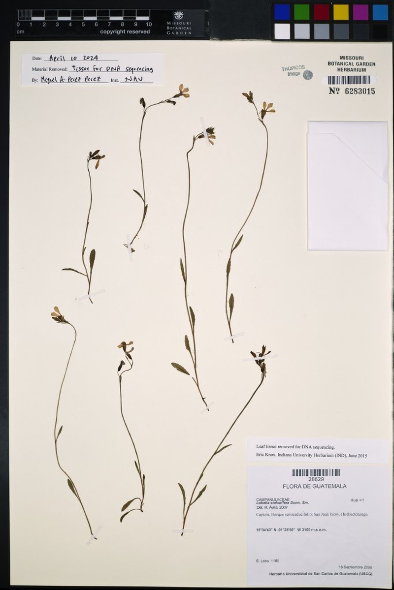 Lobelia stolonifera