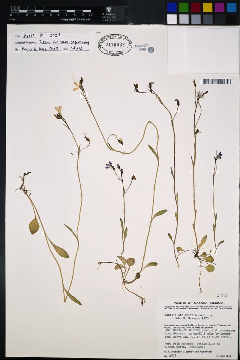 Lobelia stolonifera photo 2