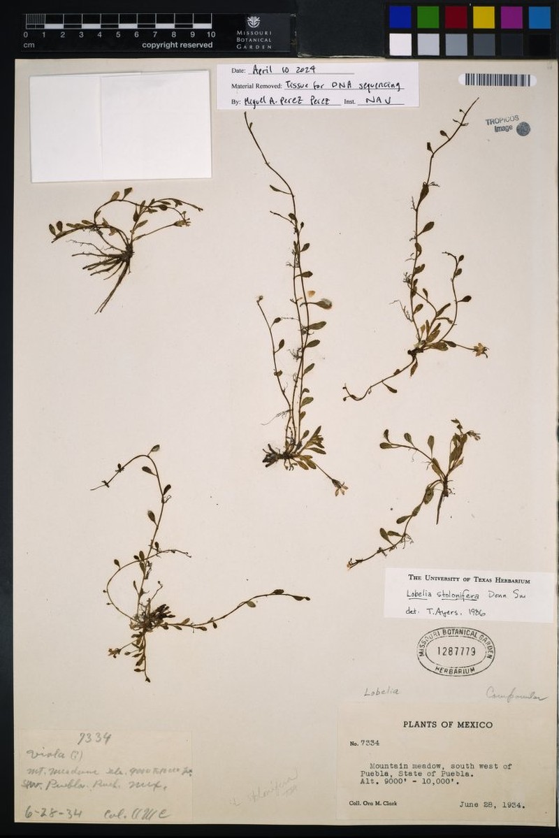 Lobelia stolonifera photo 3