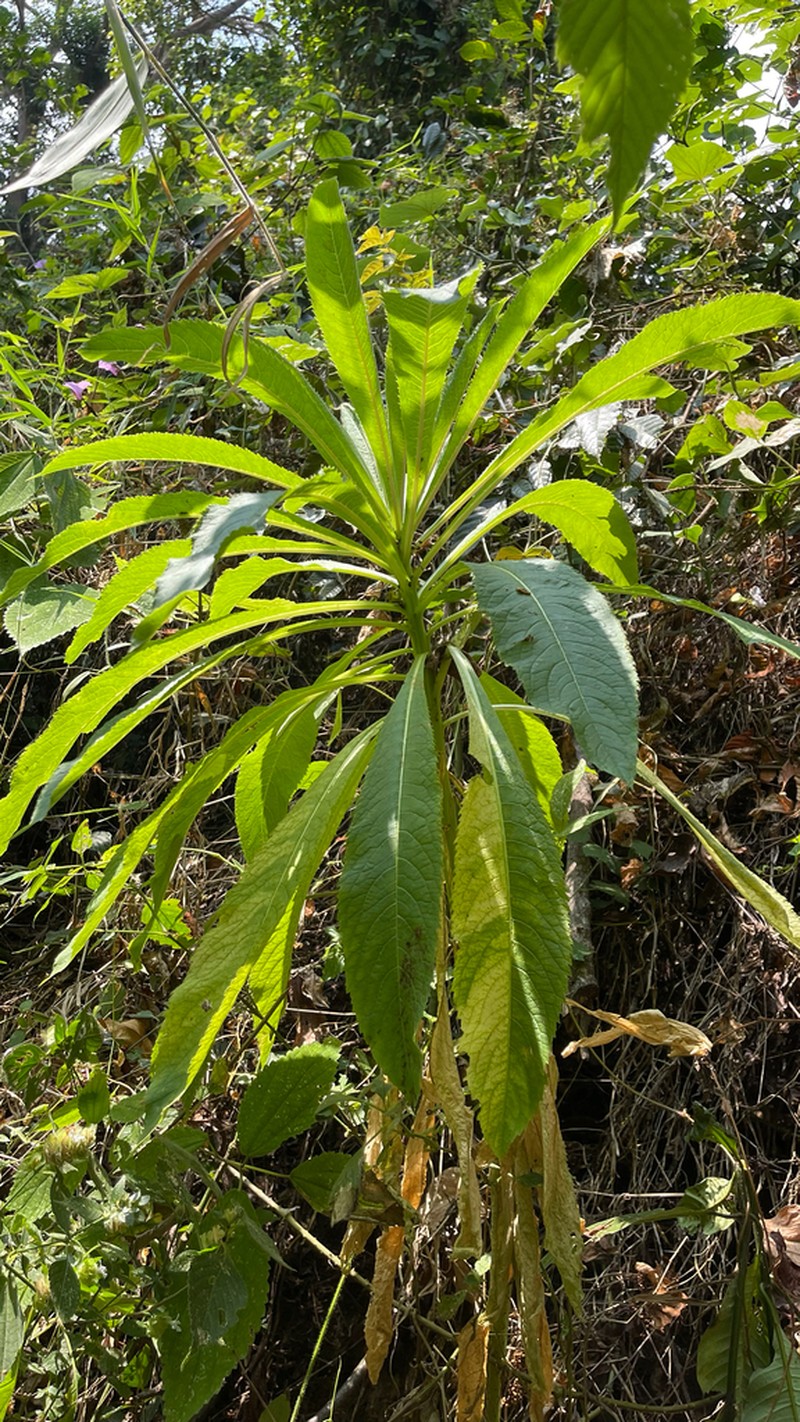 Lobelia stricklandiae