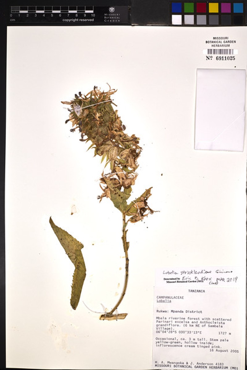Lobelia stricklandiae photo 2