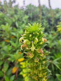 Lobelia stricta