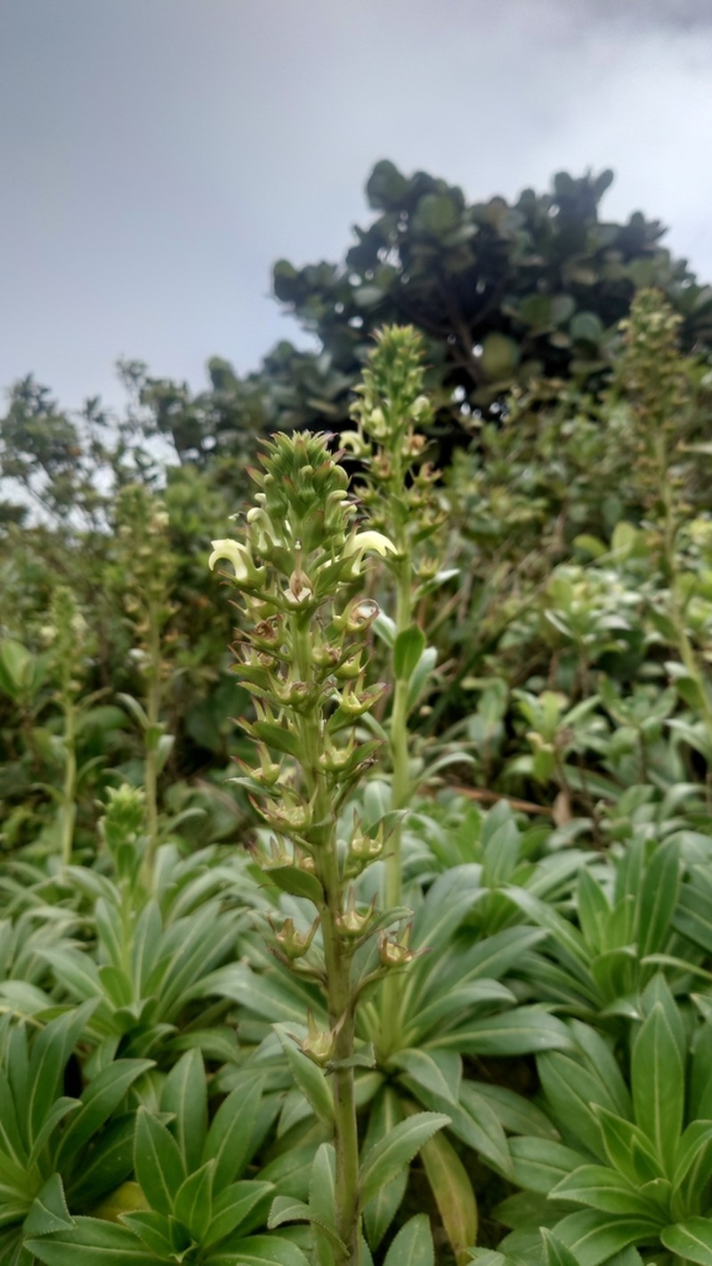 Lobelia stricta photo 3