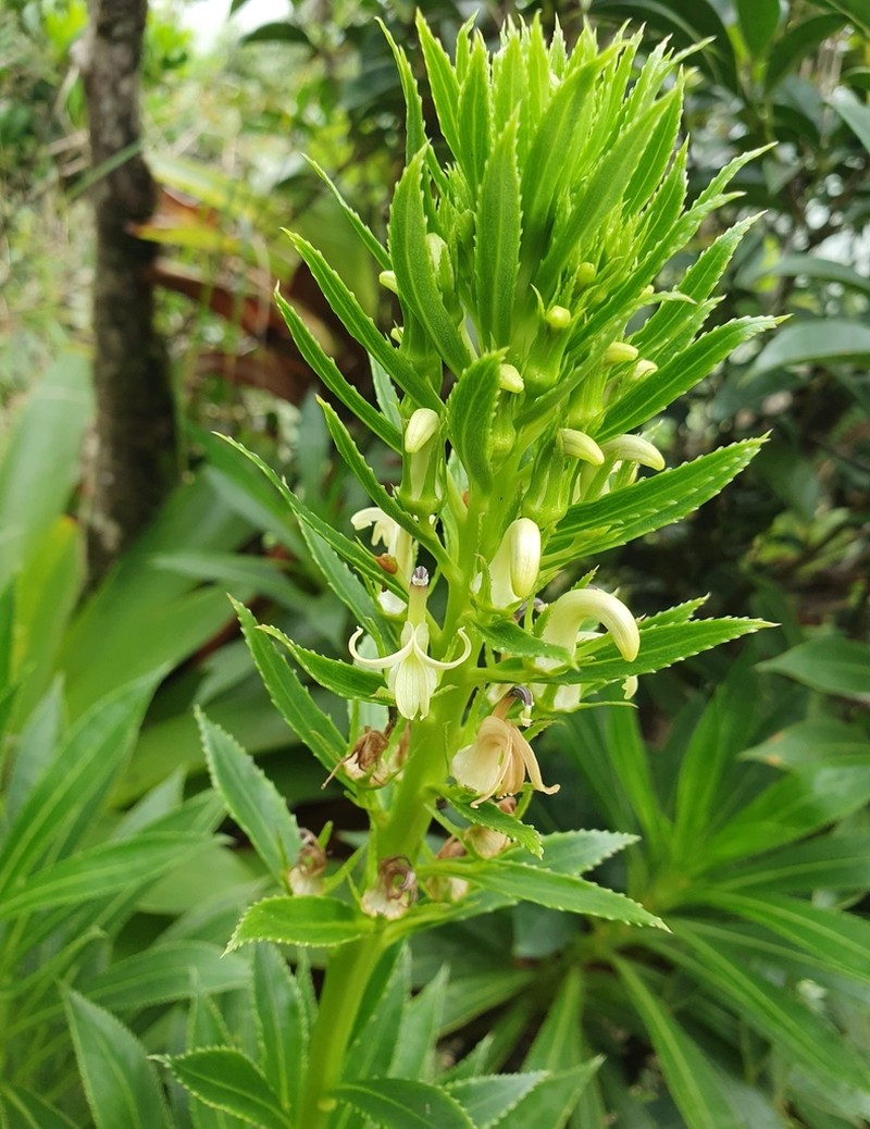Lobelia stricta photo 4