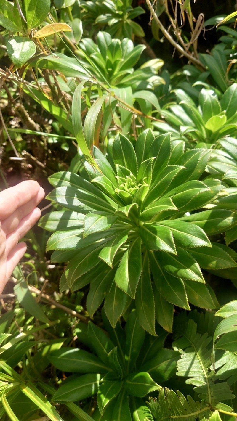Lobelia stricta photo 5