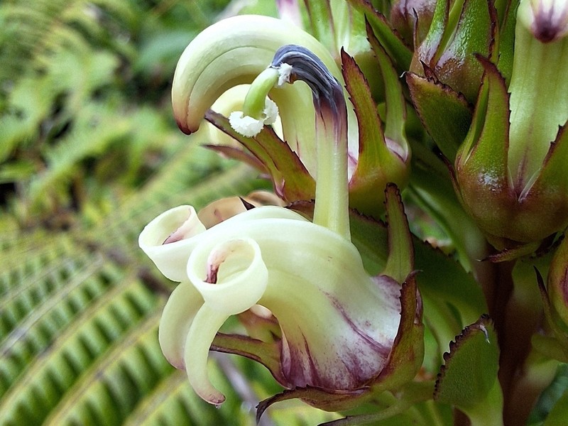 Lobelia stricta photo 7
