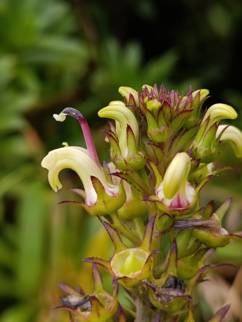 Lobelia stricta photo 8