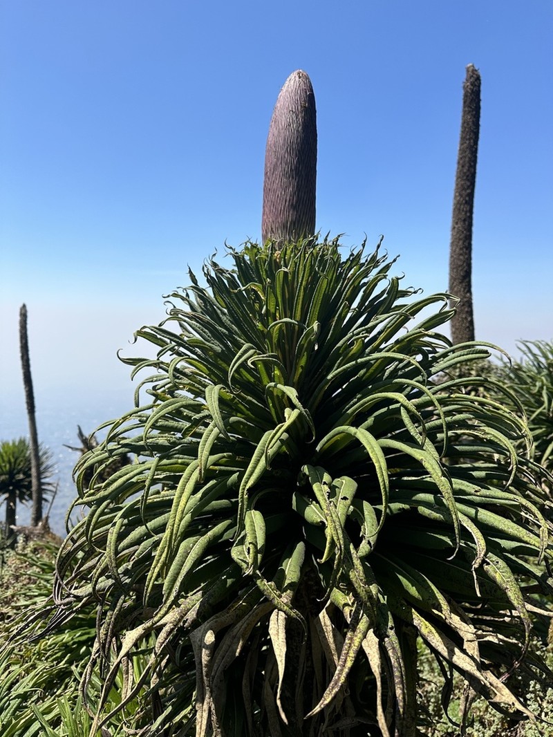 Lobelia stuhlmannii photo 2