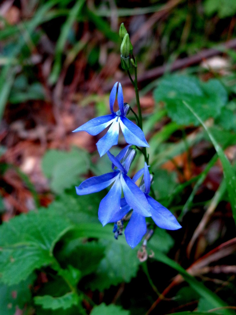 Lobelia sublibera