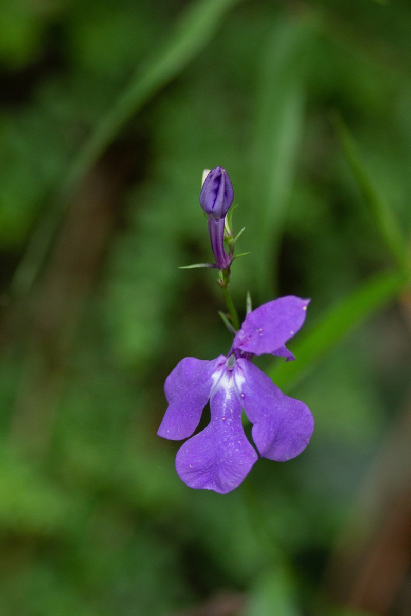 Lobelia sublibera photo 2