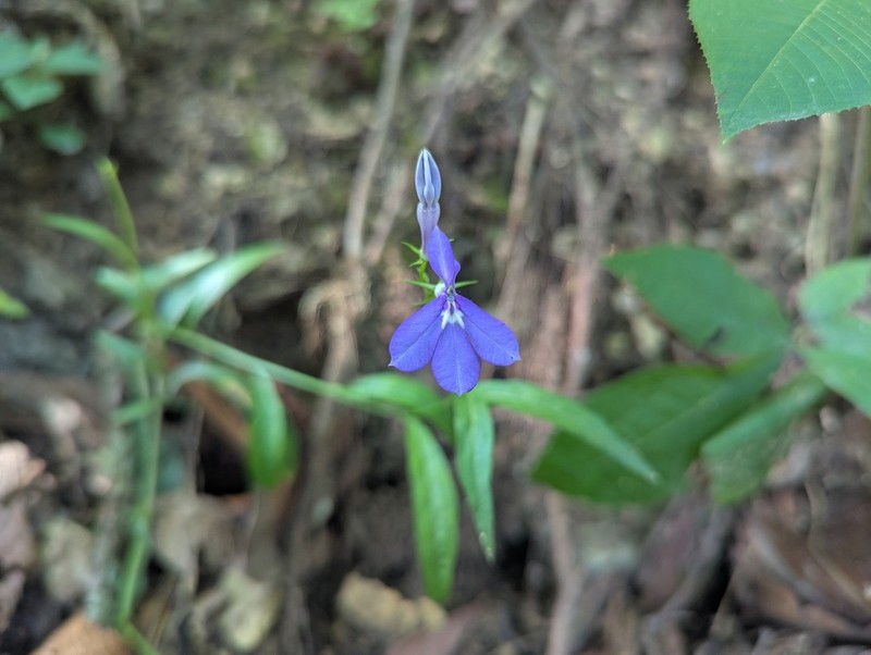 Lobelia sublibera photo 3