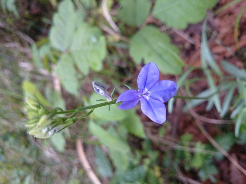 Lobelia sublibera photo 4