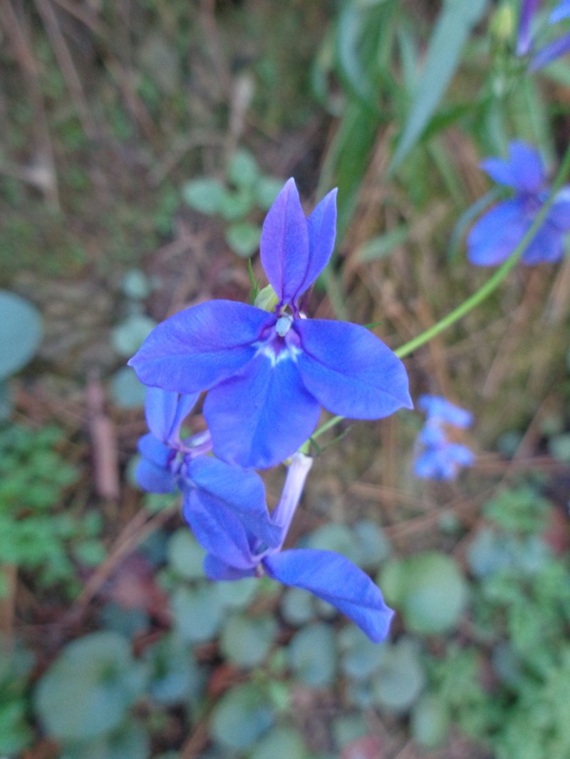 Lobelia sublibera photo 5