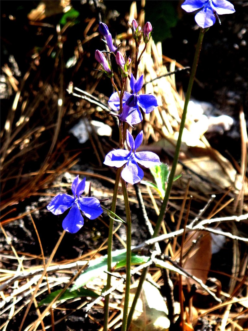 Lobelia sublibera photo 6
