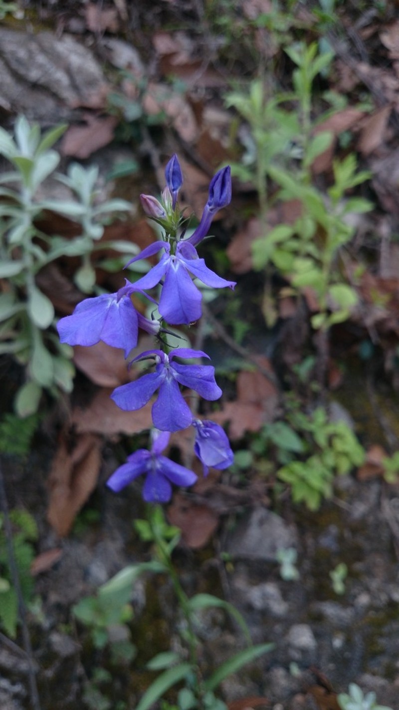 Lobelia sublibera photo 7