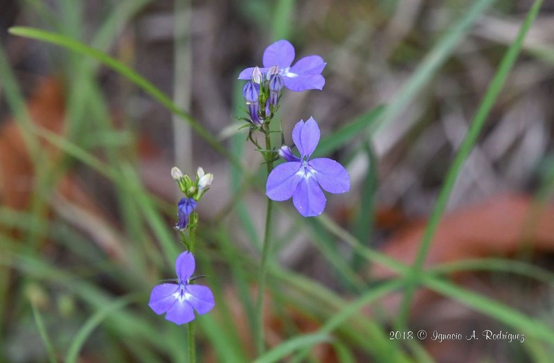 Lobelia sublibera photo 8