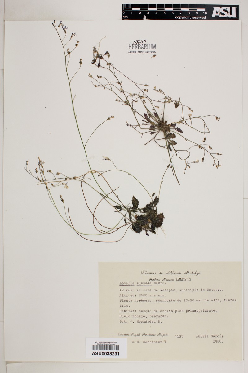 Lobelia subnuda