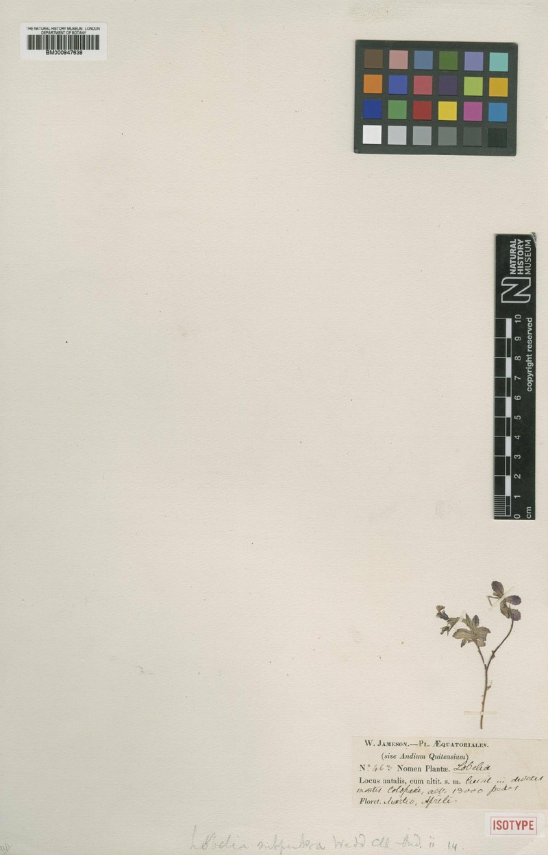 Lobelia subpubera