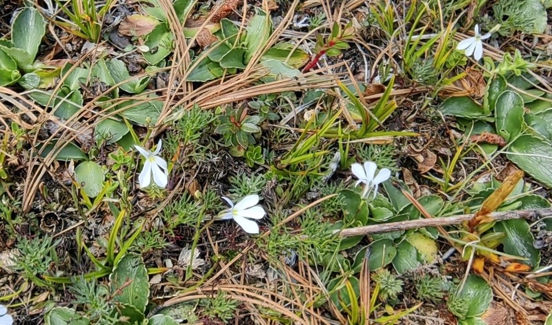 Lobelia subscaposa