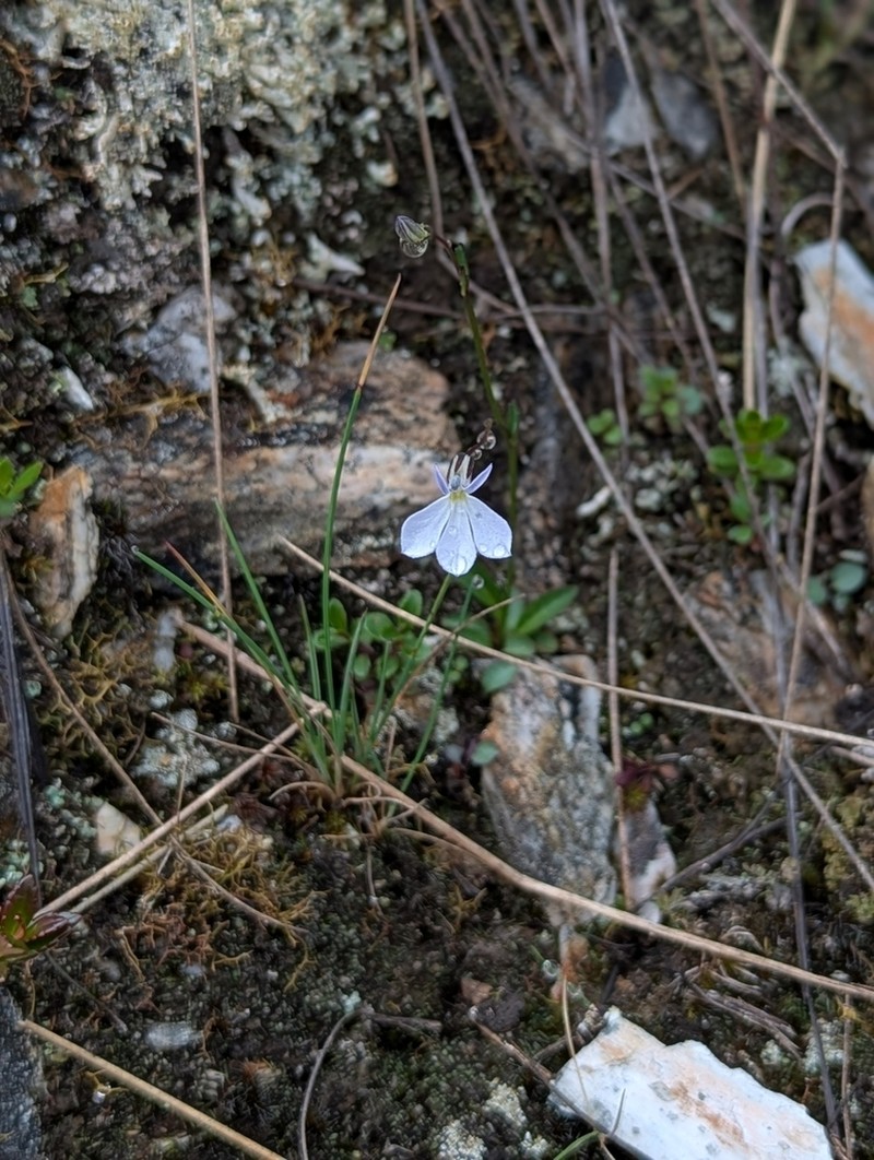 Lobelia subscaposa photo 2