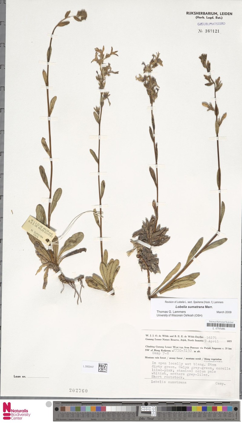 Lobelia sumatrana