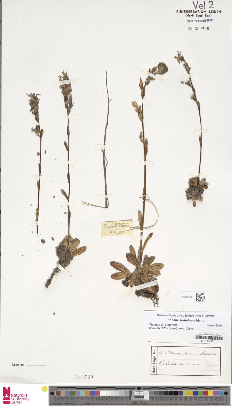 Lobelia sumatrana photo 2