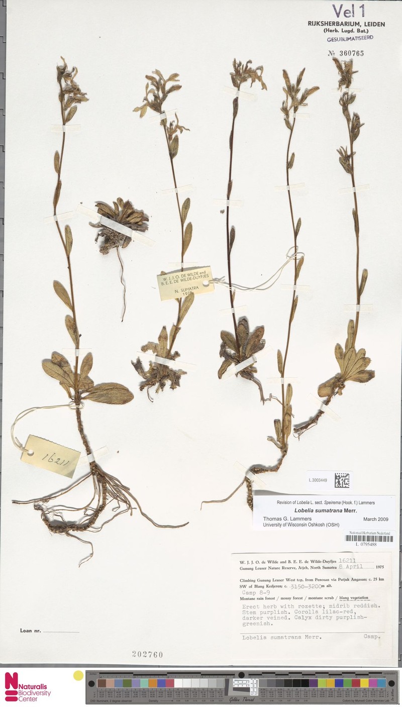 Lobelia sumatrana photo 3