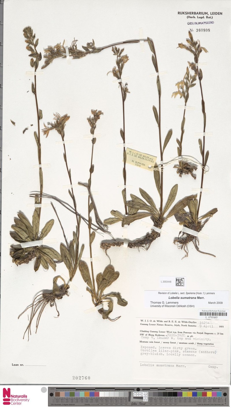 Lobelia sumatrana photo 4