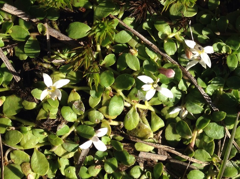 Lobelia surrepens
