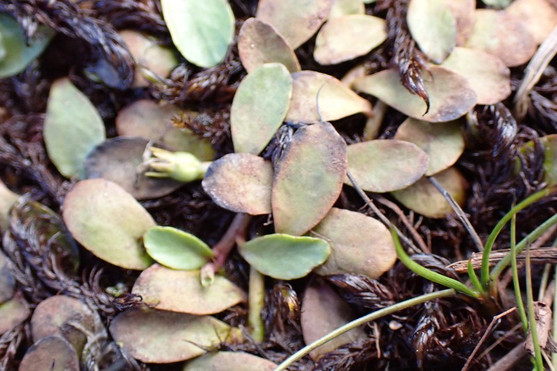 Lobelia surrepens photo 2