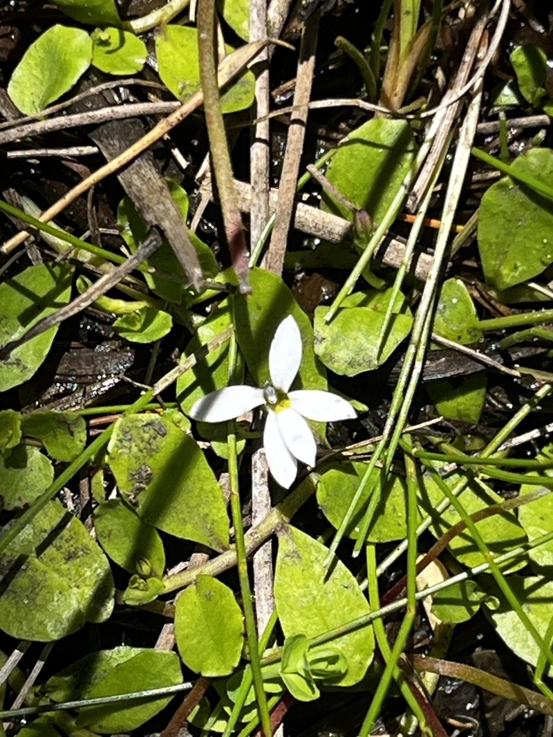 Lobelia surrepens photo 3