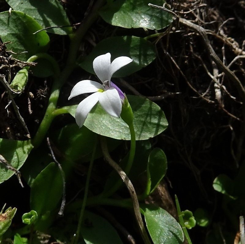 Lobelia surrepens photo 4