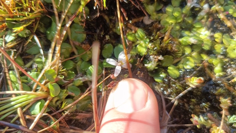 Lobelia surrepens photo 5