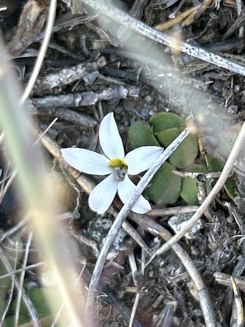 Lobelia surrepens photo 6