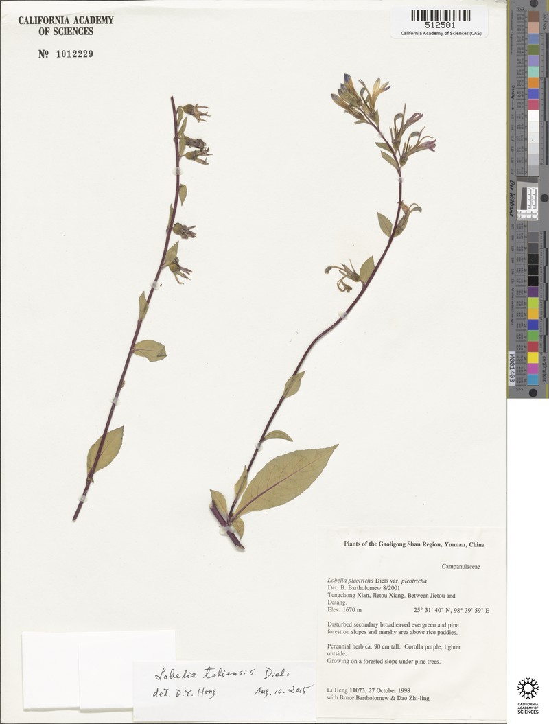 Lobelia taliensis