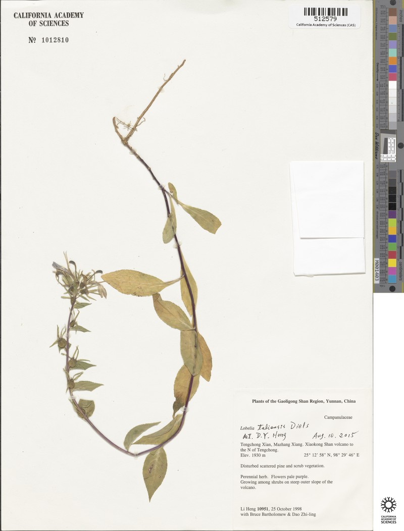 Lobelia taliensis photo 2