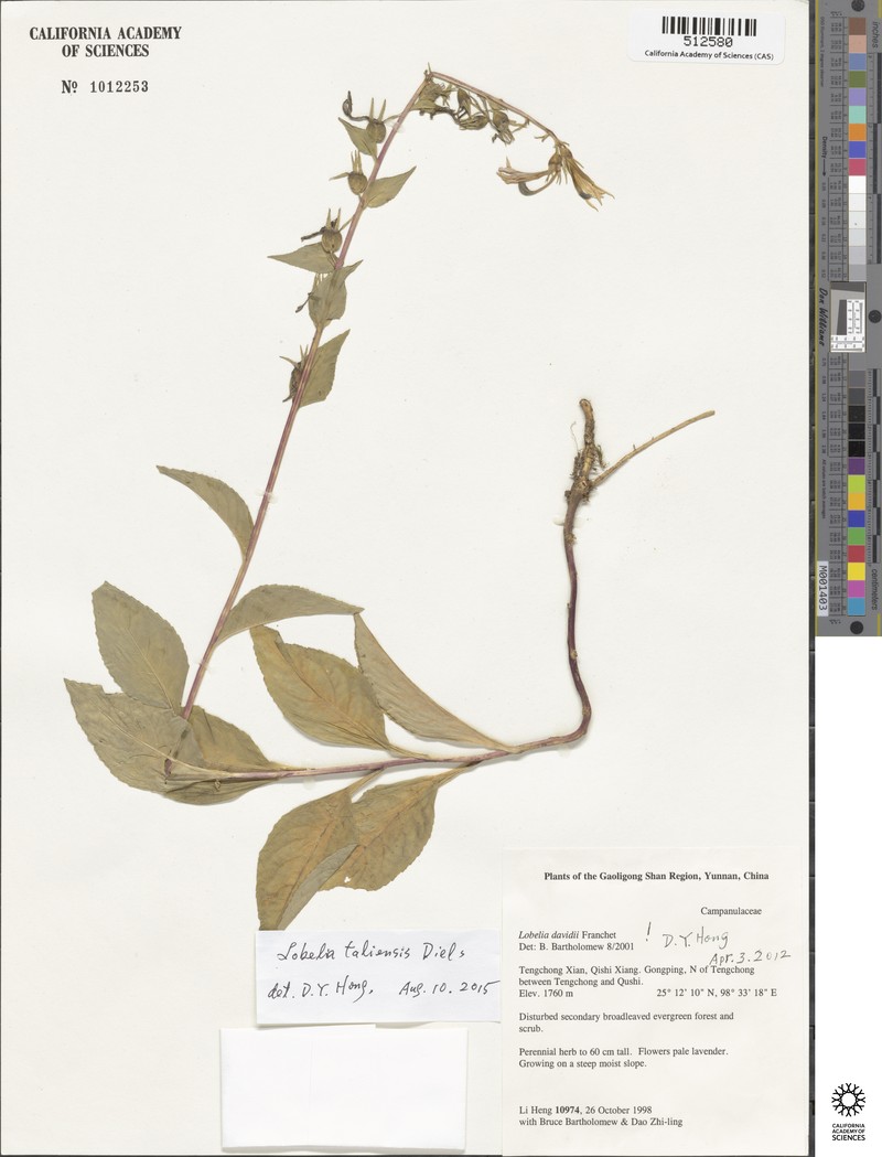 Lobelia taliensis photo 3