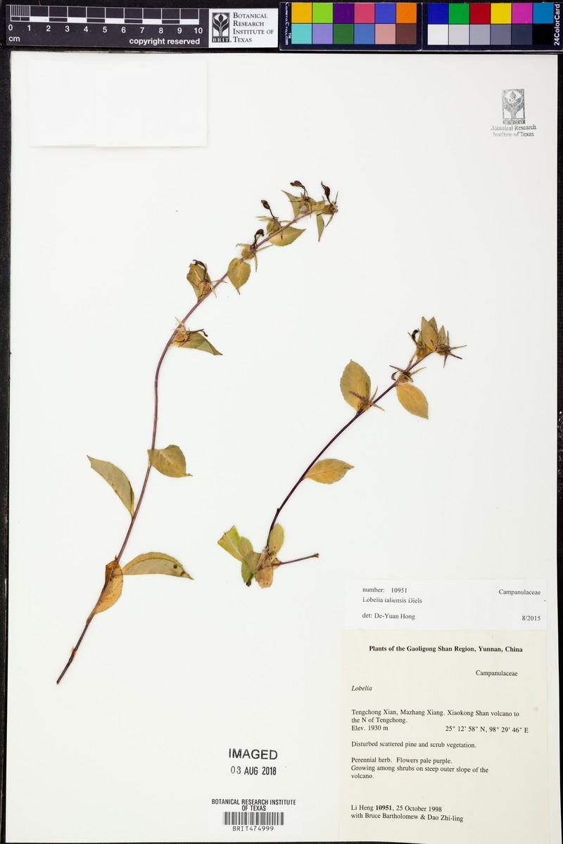 Lobelia taliensis photo 4