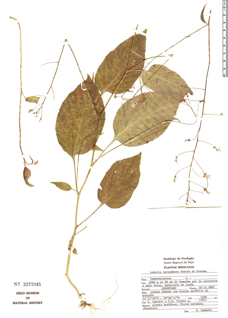 Lobelia tarsophora
