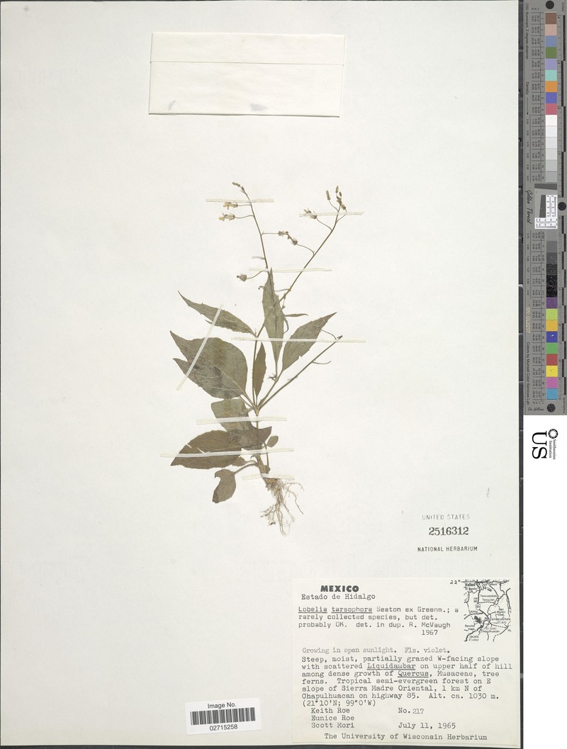 Lobelia tarsophora photo 2