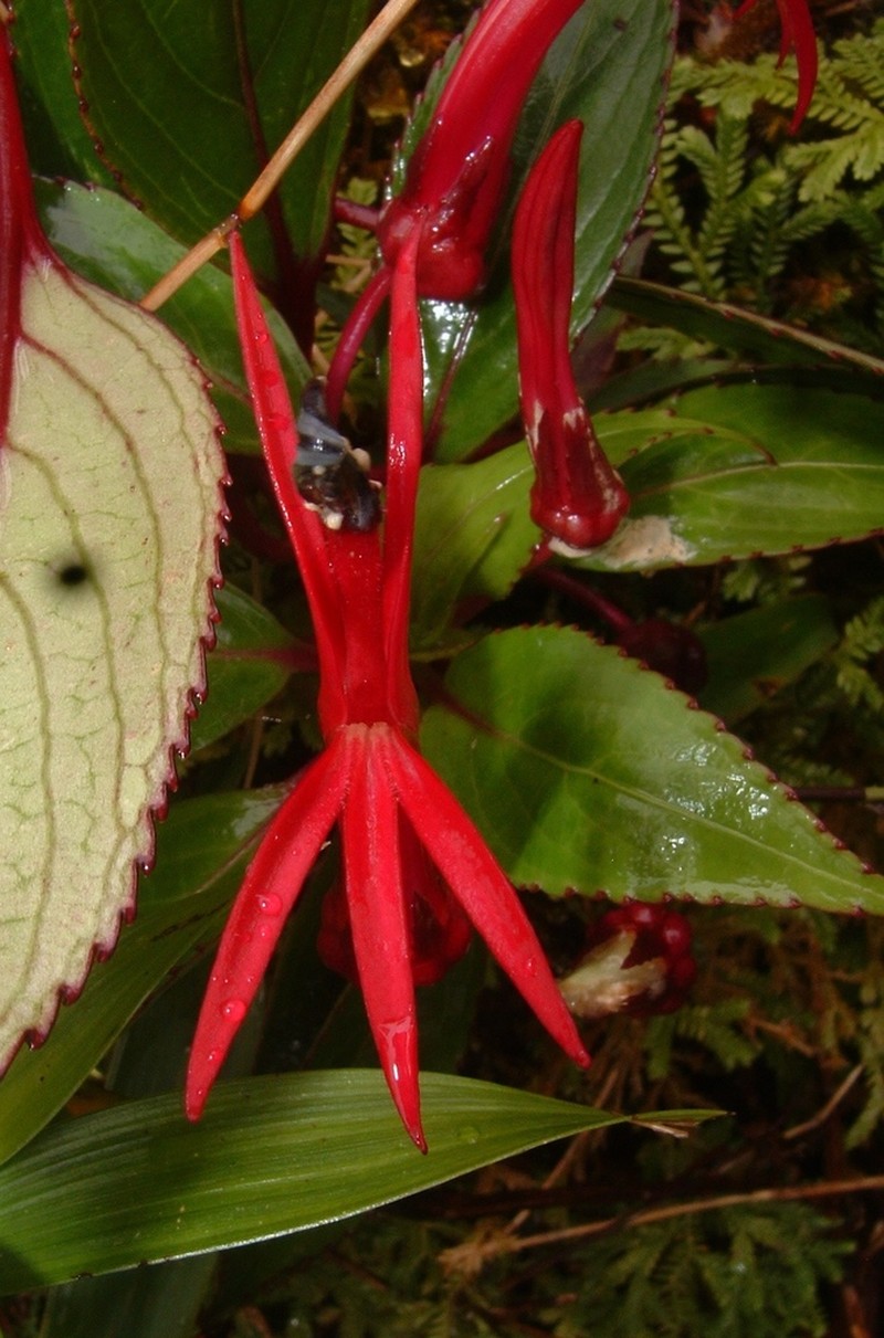 Lobelia tatea