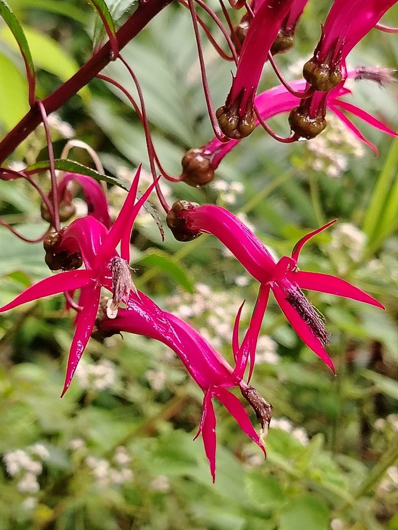 Lobelia tatea photo 2
