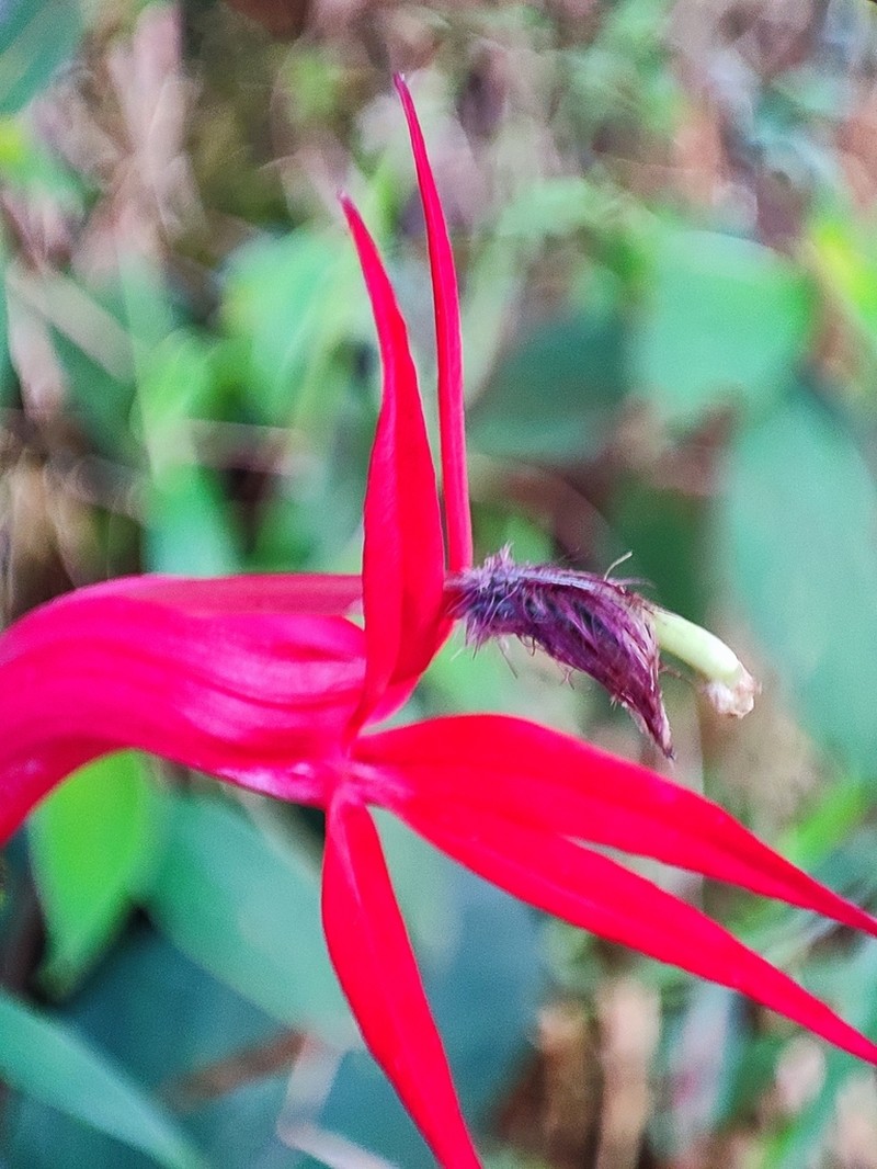 Lobelia tatea photo 3