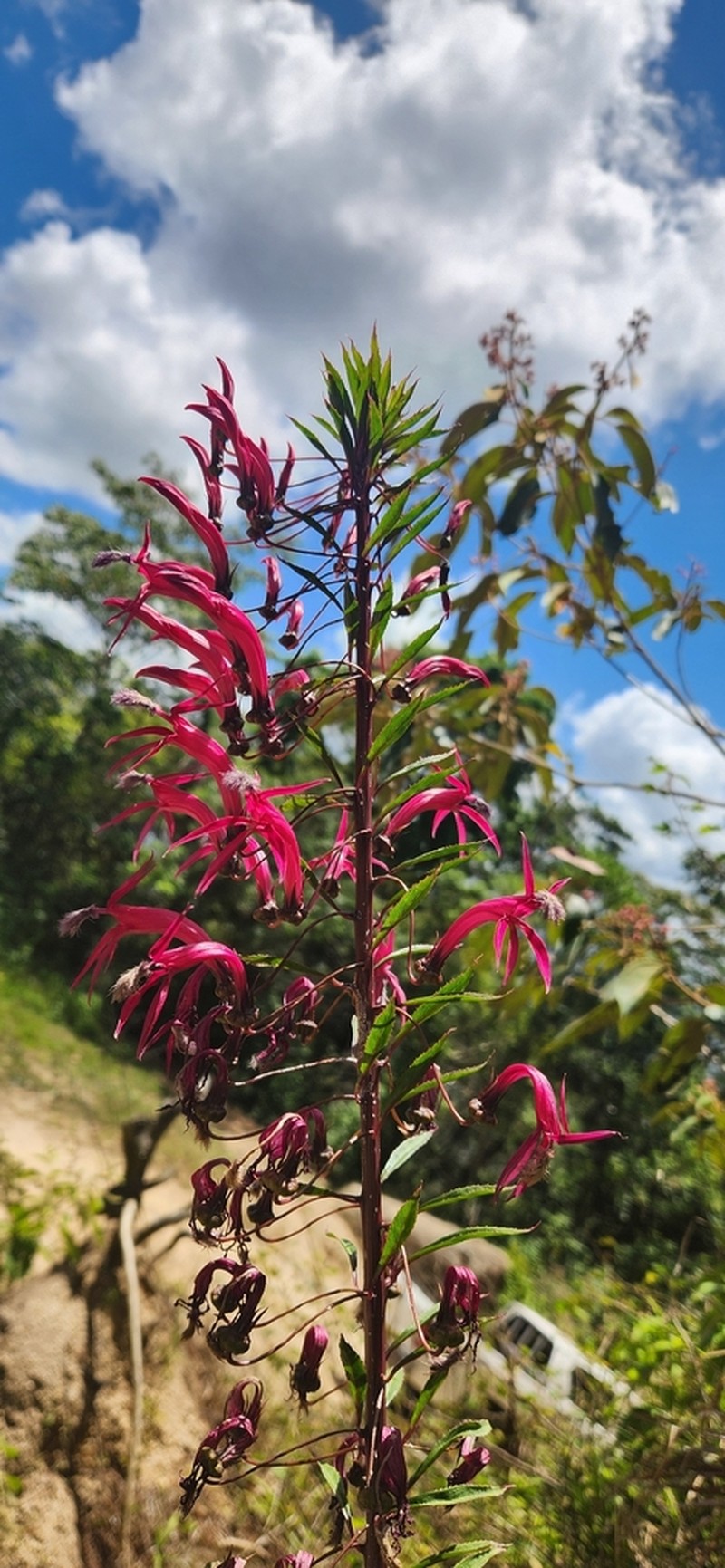 Lobelia tatea photo 4