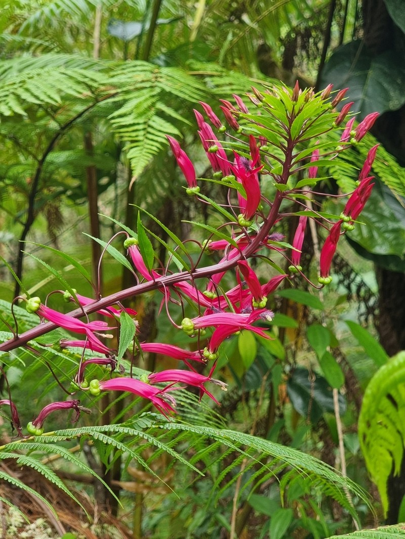 Lobelia tatea photo 5