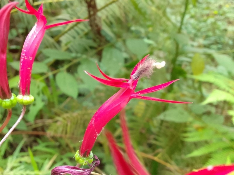 Lobelia tatea photo 6
